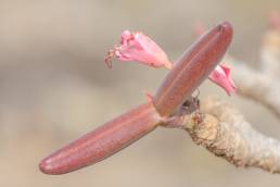 Socotra bottle tree (Adenium obesum ssp. socotranum)