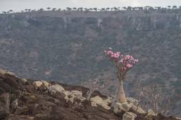 Socotra bottle tree (Adenium obesum ssp. socotranum)