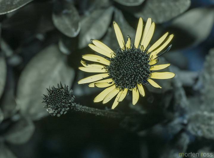 Pulicaria lanata UV