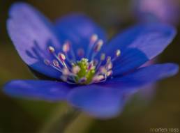 Blåveis (Hepatica nobilis)