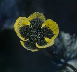 Bekkeblom (Caltha palustris) UV