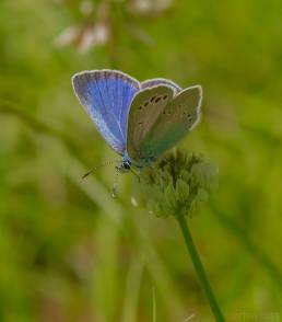 Engblåvinge (Polyommatus semiargus)