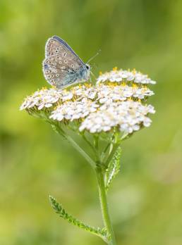 Tiriltungeblåvinge (Polyommatus icarus)