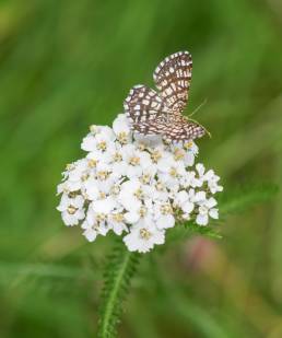 Rutemåler (Chiasmia clathrata)