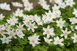 Hvitveis (Anemone nemorosa)