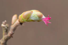 Hassel (Corylus avellana)