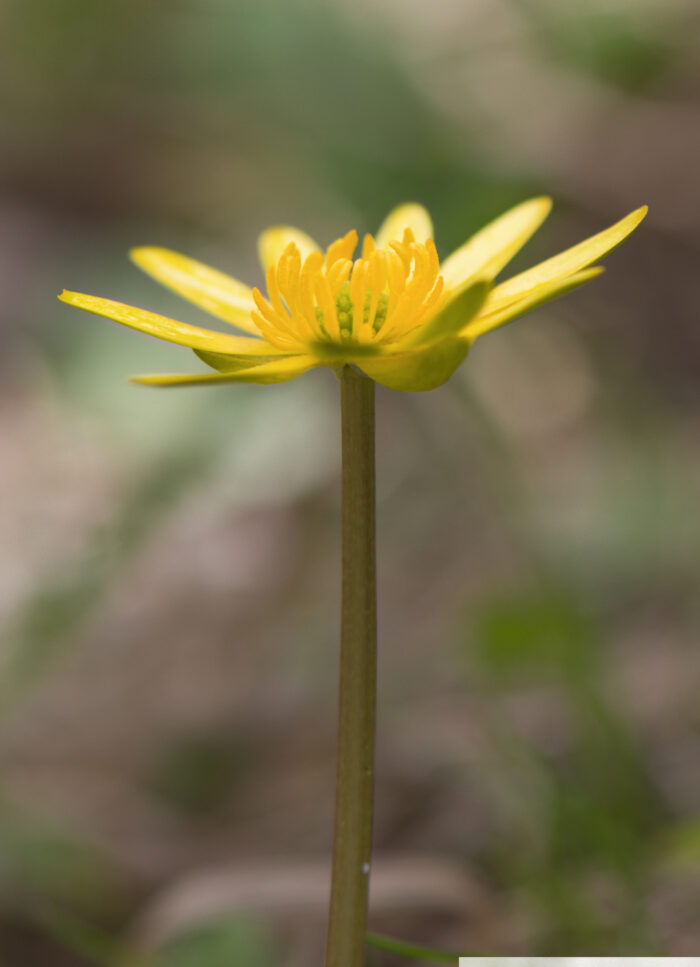 Vårkål (Ranunculus ficaria)