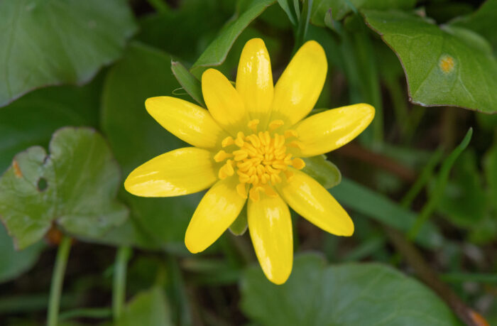 Vårkål (Ranunculus ficaria)