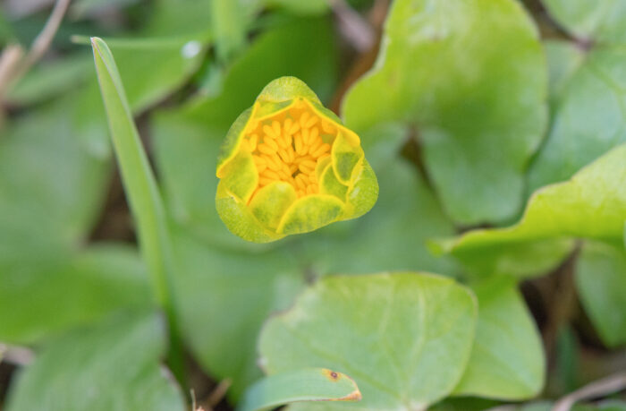 Vårkål (Ranunculus ficaria)