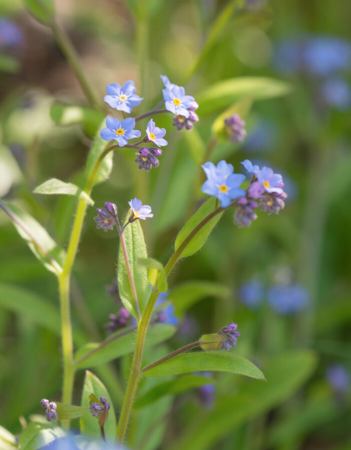 Skogforglemmegei (Myosotis sylvatica)