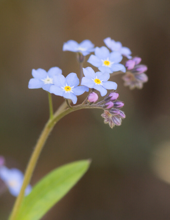 Skogforglemmegei (Myosotis sylvatica)