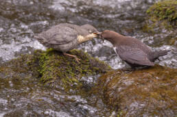 Fossekall (Cinclus cinclus)