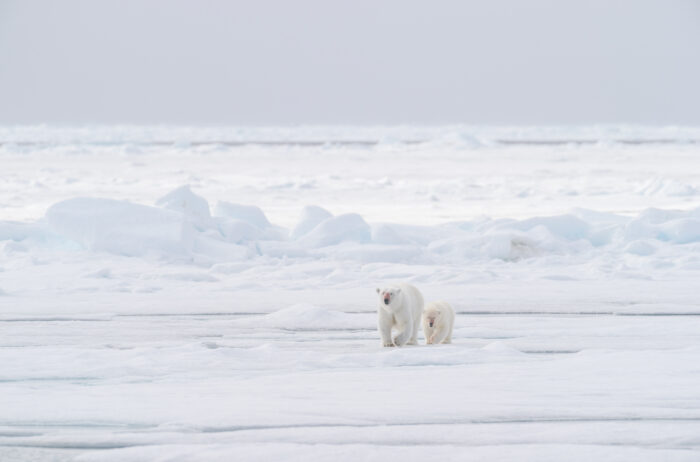 Polar bear (Ursus maritimus)