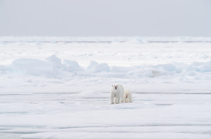 Polar bear (Ursus maritimus)