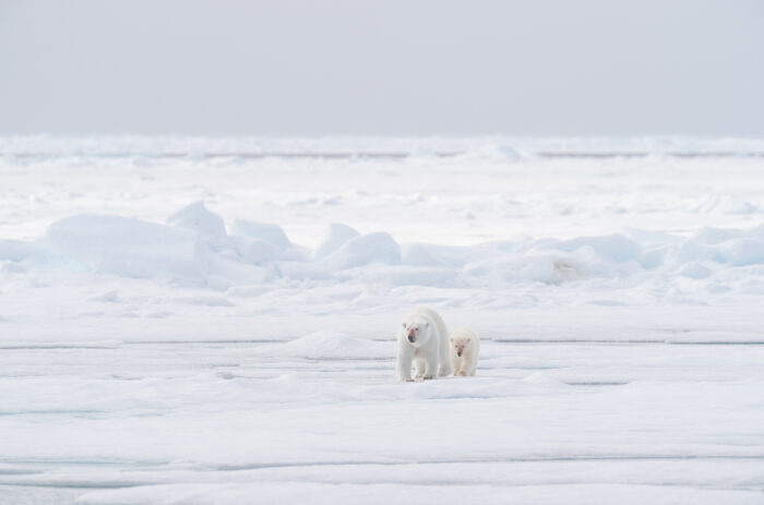 Polar bear (Ursus maritimus)