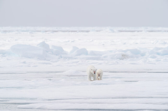 Polar bear (Ursus maritimus)