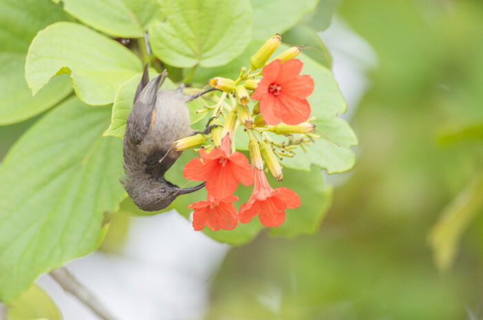 Seychelles Sunbird (Cinnyris dussumieri)