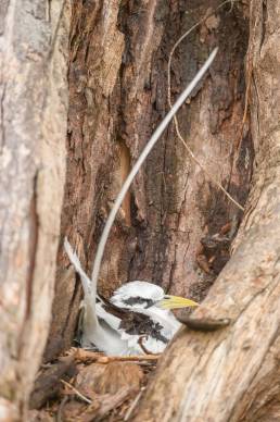 White-tailed Tropicbird (Phaethon lepturus)