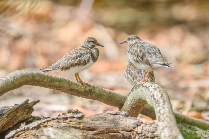 Ruddy Turnstone (Arenaria interpres)