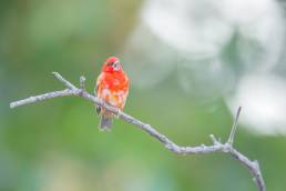 Red fody (Foudia madagascariensis)