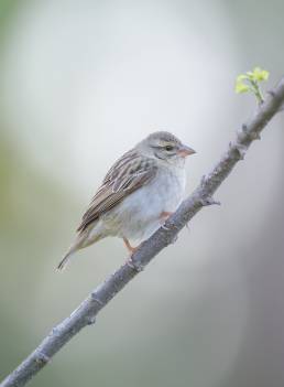 Red fody (Foudia madagascariensis)