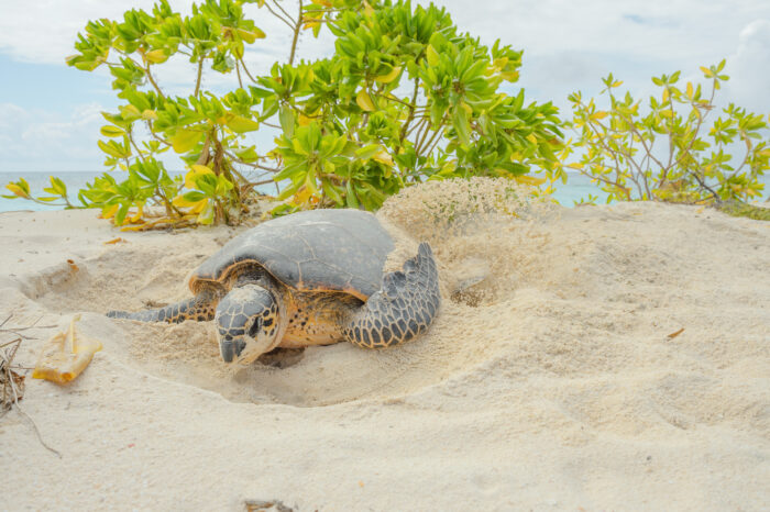 Hawksbill Sea Turtle (Eretmochelys imbricata)