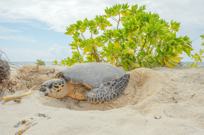 Hawksbill Sea Turtle (Eretmochelys imbricata)