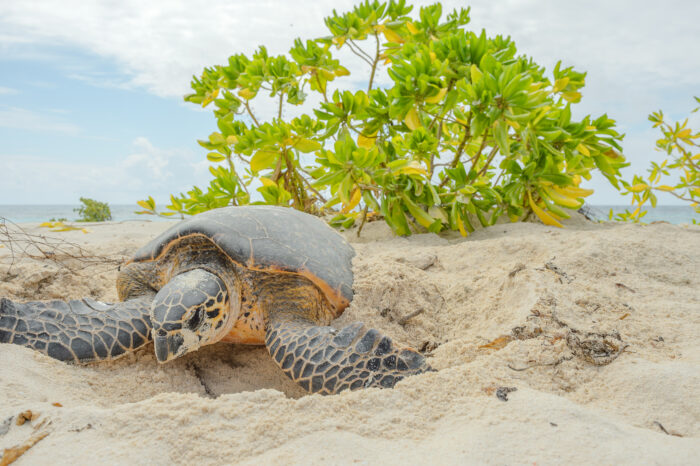 Hawksbill Sea Turtle (Eretmochelys imbricata)