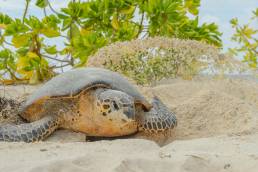 Hawksbill Sea Turtle (Eretmochelys imbricata)