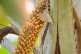 Sea Coconut (Lodoicea maldivica)