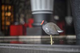 Common Moorhen (Gallinula chloropus)