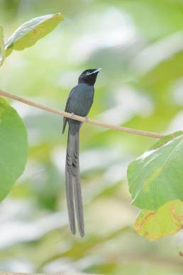 Seychelles Paradise Flycatcher (Terpsiphone corvina)