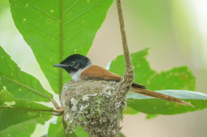 Seychelles Paradise Flycatcher (Terpsiphone corvina)