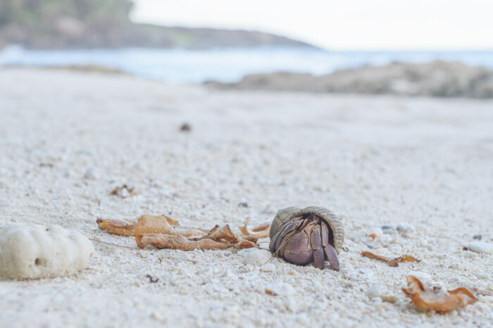 Indo Hermit Crab (Coenobita brevimanus)