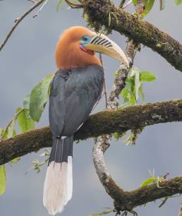 Rufous-necked hornbill (Aceros nipalensis)