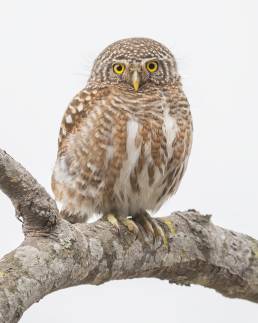 Collared owlet (Taenioptynx brodiei)