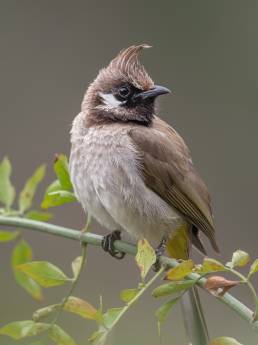 Himalayan bulbul (Pycnonotus leucogenys)