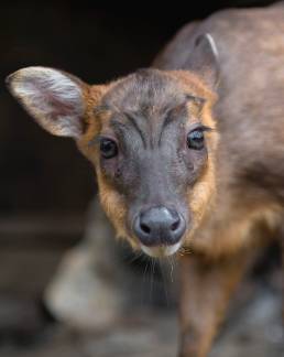 Barking deer (Muntiacus vaginalis)