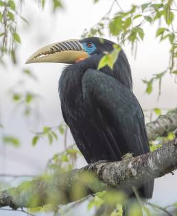 Rufous-necked hornbill (Aceros nipalensis)