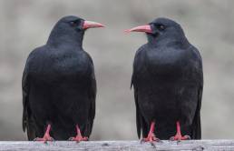 ed-billed chough (Pyrrhocorax pyrrhocorax)