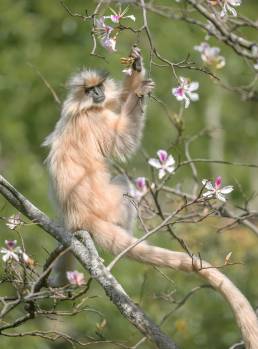 Golden langur (Trachypithecus geei)