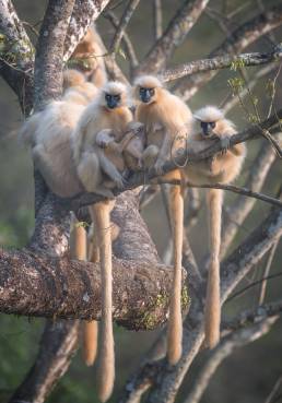 Golden langur (Trachypithecus geei)