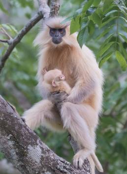 Golden langur (Trachypithecus geei)