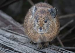 Pika (Ochotona sp)