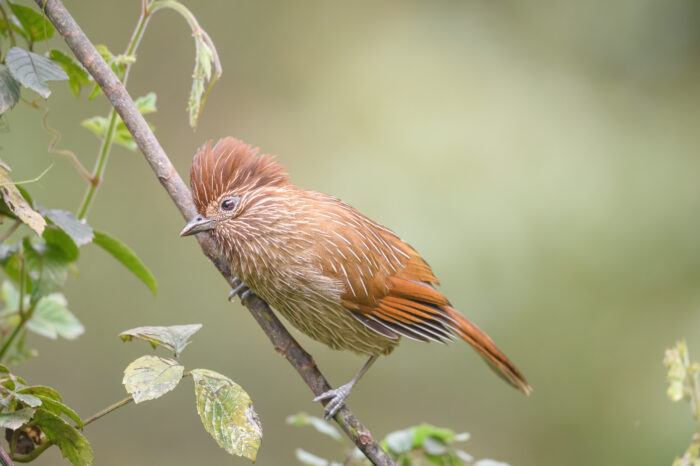 Striated Laughingthrush (Grammatoptila striata)