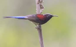 Black-throated sunbird (Aethopyga saturata)