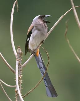 Grey treepie (Dendrocitta formosae)