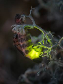 Sankthansorm / Common European glowworm (Lampyris noctiluca)