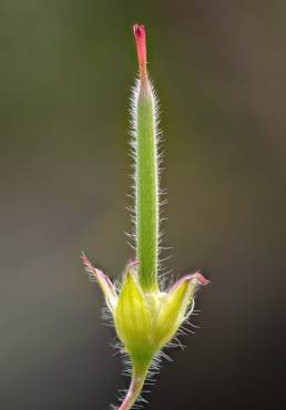 Blodstorkenebb / Bloody crane’s-bill (Geranium sanguineum)