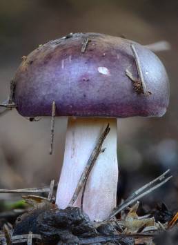 Drueblå kremle (Russula azurea)